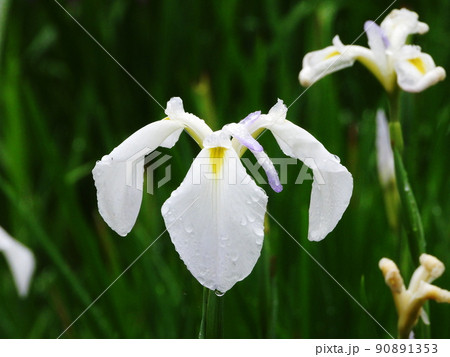 ハナショウブ 爪紅 長井古種系 Iris ensata var. ensata ハナショウブ 爪紅 長井古種系 Iris ensata var. ensata 90891353