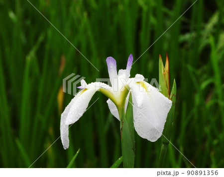 ハナショウブ 爪紅 長井古種系　Iris ensata var. ensata 90891356
