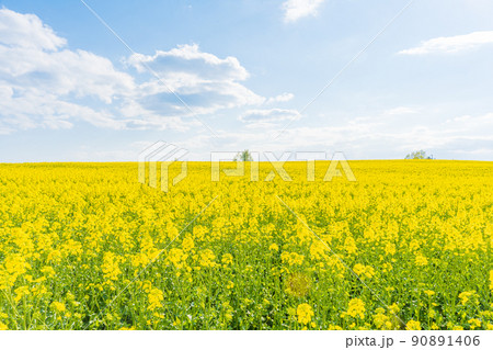 ウクライナ国旗のような菜の花畑 90891406