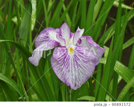 ハナショウブ 紅公子 江戸系 Iris ensata var. ensata ハナショウブ 紅公子 江戸系 Iris ensata var. ensata 90891572