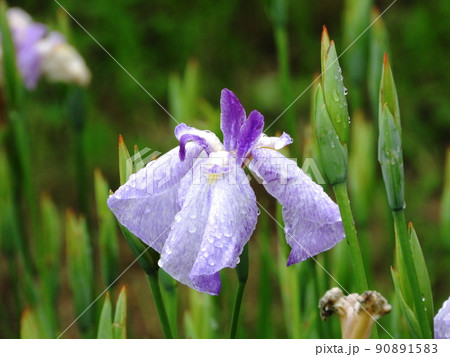 ハナショウブ 紫雲の重 伊勢系 Iris ensata var. ensata ハナショウブ 紫雲の重 伊勢系 Iris ensata var. ensata 90891583