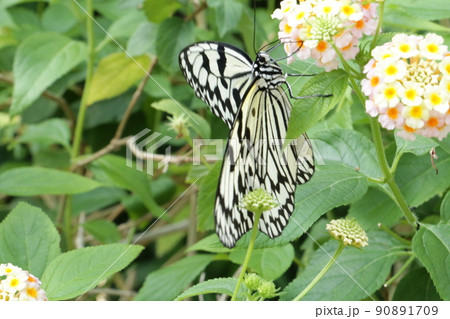 優雅に羽をひろげて蜜をすうオオゴマダラ 優雅に羽をひろげて蜜をすうオオゴマダラ 90891709
