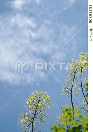 treetop forth lef bud on sky background in sunny day  90891853