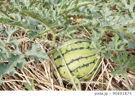 家庭菜園のスイカ 家庭菜園のスイカ 90891874
