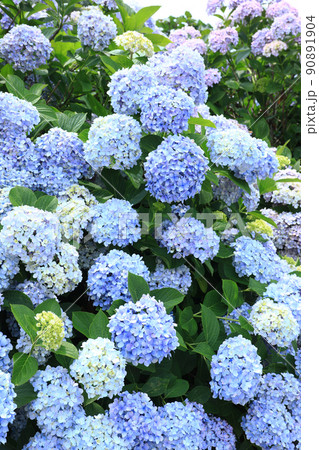 あじさい6439 90891904