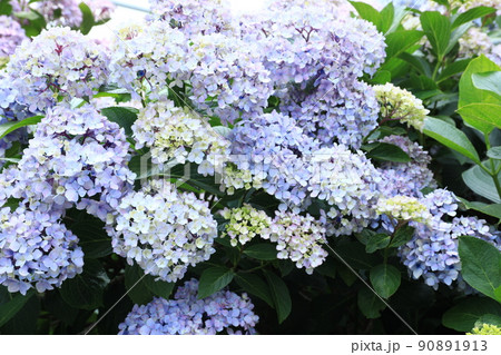 あじさい6458 90891913