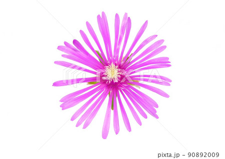 【マツバギク】 (深度合成) 90892009