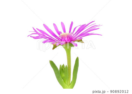 【マツバギク】 (深度合成) 90892012