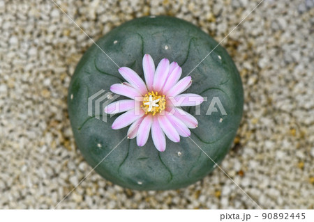 Lophophora fredicii with pink blossom flower. Lophophora fredicii with pink blossom flower. 90892445