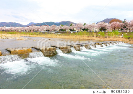 満開の桜 サクラ さくら 馬見ヶ崎さくらライン 満開の桜 サクラ さくら 馬見ヶ崎さくらライン 90892589