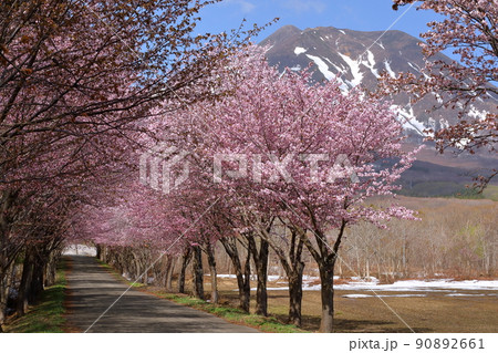 青森県弘前市常盤野湯段萢　岩木山ネックレスロードの世界一の桜並木　枯木平エリアのオオヤマザクラ並木 90892661