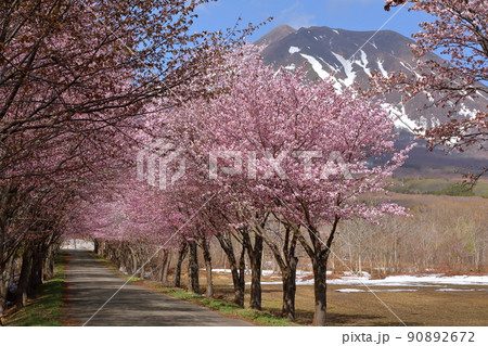 青森県弘前市常盤野湯段萢 岩木山ネックレスロードの世界一の桜並木 枯木平エリアのオオヤマザクラ並木 青森県弘前市常盤野湯段萢 岩木山ネックレスロードの世界一の桜並木 枯木平エリアのオオヤマザクラ並木 90892672