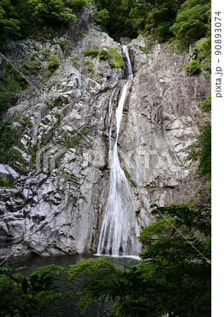 青葉と布引の滝 雄滝 青葉と布引の滝 雄滝 90893074