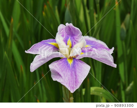 ハナショウブ 花車 江戸系 Iris ensata var. ensata ハナショウブ 花車 江戸系 Iris ensata var. ensata 90893300