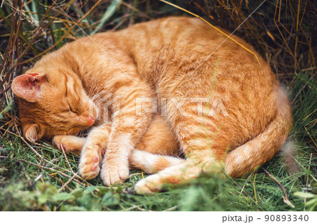 Sleeping red cat - on a hot summer day she is hidden in a shade in a flower bed 90893340