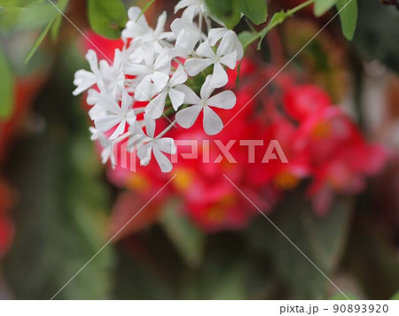 白いルリマツリの花のアップ 白いルリマツリの花のアップ 90893920