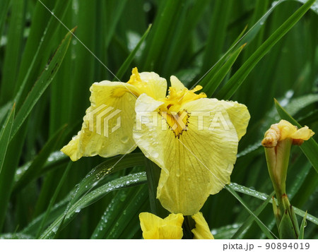 ハナショウブ 金冠　Iris ensata var. ensata 90894019