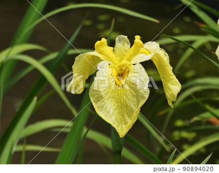 ハナショウブ 金冠　Iris ensata var. ensata 90894020