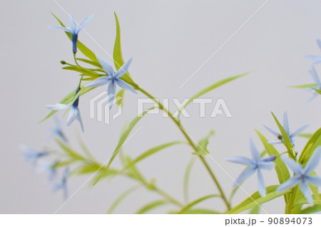 淡い青紫色のチョウジソウ 淡い青紫色のチョウジソウ 90894073