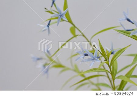 淡い青紫色のチョウジソウ 淡い青紫色のチョウジソウ 90894074