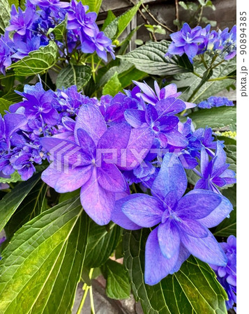 濃い紫色の紫陽花、紫色の紫陽花 90894385