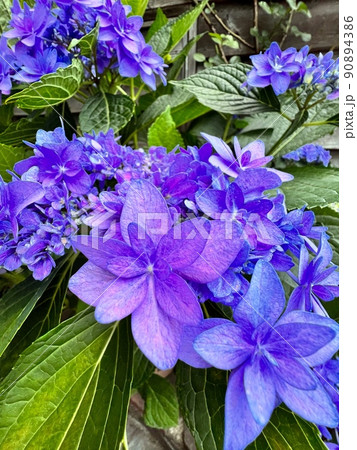 濃い紫色の紫陽花、紫色の紫陽花 濃い紫色の紫陽花、紫色の紫陽花 90894386