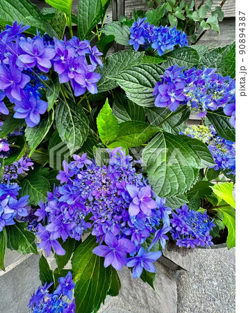 濃い紫色の紫陽花、紫色の紫陽花 濃い紫色の紫陽花、紫色の紫陽花 90894387