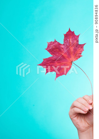 Skincare. Hand with maple leaf as symbol red dry capillary skin. Skincare. Hand with maple leaf as symbol red dry capillary skin. 90894836
