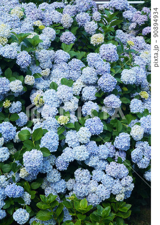 あじさい7035 90894934
