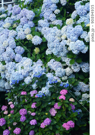 あじさい7037 90894935