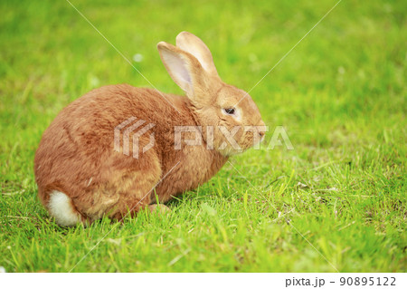 big red rabbit close up 90895122
