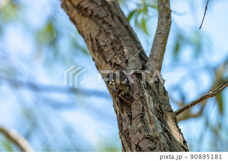 公園で見つけた夏のイメージ 木にとまるアブラゼミ 公園で見つけた夏のイメージ 木にとまるアブラゼミ 90895181