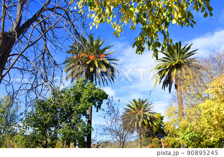 Palm tree on blue sky background. Palm tree on blue sky background. 90895245