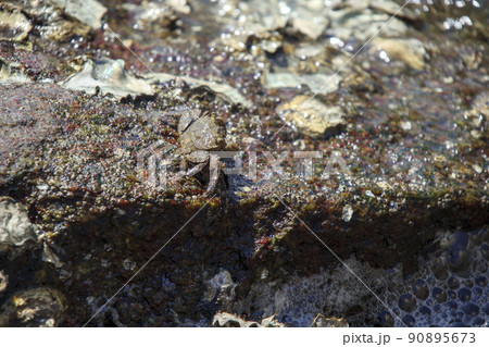 瀬戸内海の海にいたイソガニ 瀬戸内海の海にいたイソガニ 90895673