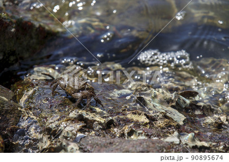 瀬戸内海の海にいたイソガニ 瀬戸内海の海にいたイソガニ 90895674