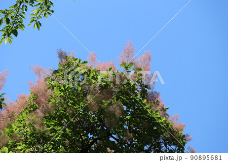 青空と緑の葉と薄ピンクの花の咲くハグマノキ(スモークツリー)の木のある風景 90895681