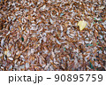 雑木林の枯れ葉の絨毯 90895759