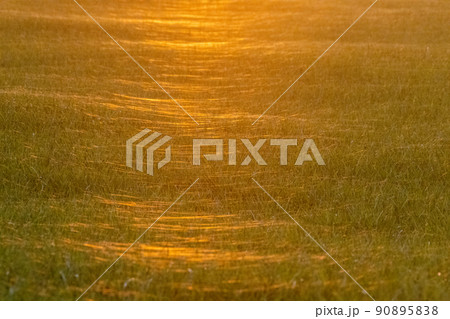 Spiders web reflected in a setting sun Spiders web reflected in a setting sun 90895838