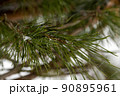 Green pine branches in winter against the sky 90895961
