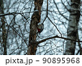 A woodpecker on a tree trunk in a winter forest. Woodpecker in its natural habitat 90895968
