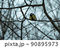 A tit in the winter forest sits on a branch. Tit in its natural habitat 90895973