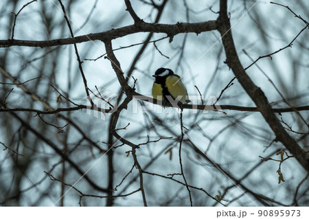 A tit in the winter forest sits on a branch. Tit in its natural habitat 90895973
