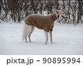 A dog in a wool sweater on a walk in a snow field 90895994