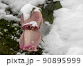Wilted rosebuds under the snow in the winter park. Close-up, selective focus 90895999