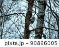 A woodpecker on a tree trunk in a winter forest. Woodpecker in its natural habitat 90896005