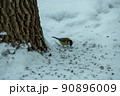 A chickadee in a winter forest pecks plant seeds in the snow. Tit in its natural habitat 90896009