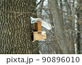 Bird feeder on the trunk of an old tree in the winter forest 90896010