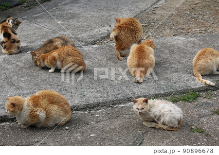 青島の猫 90896678