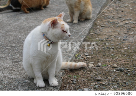 青島の猫 青島の猫 90896680