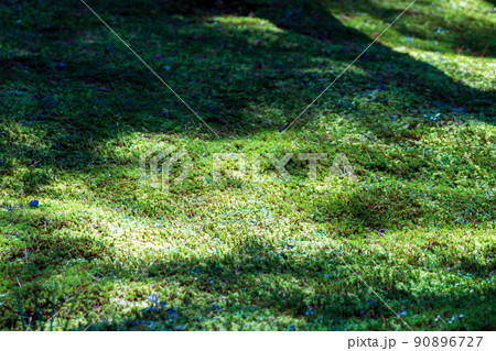 金沢を代表する観光名所　兼六園の秋景色 90896727
